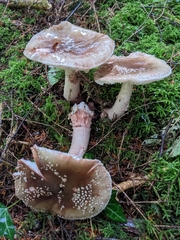 Amanita rubescens
