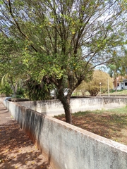 Eugenia ternatifolia