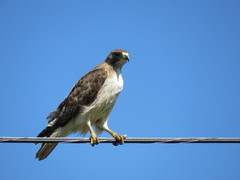 Buteo jamaicensis