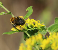 Melissodes dentiventris