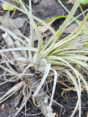 Tillandsia simulata