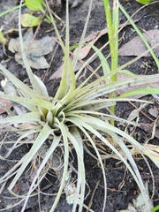Tillandsia simulata