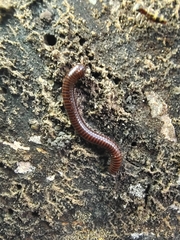 Leptogoniulus sorornus