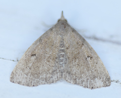 Zanclognatha protumnusalis