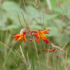 Crocosmia