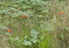 Crocosmia