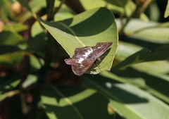 Gerosis phisara