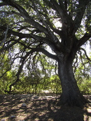 Quercus ilex