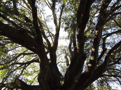 Quercus ilex