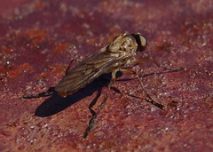 Chiromyzinae