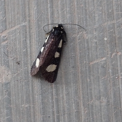 Alypiodes bimaculata