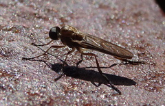 Chiromyzinae