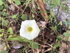 Ipomoea chamelana