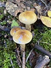 Agaricineae