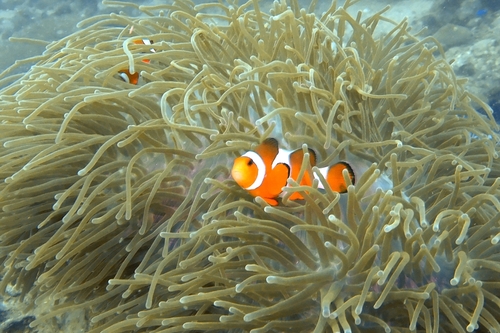 Ocellaris Anemonefish — seen at this dive site