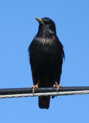Sturnus vulgaris