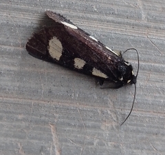 Alypiodes bimaculata