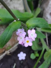 Myosotis