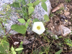 Ipomoea chamelana