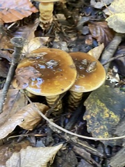 Agaricineae