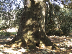 Quercus ilex