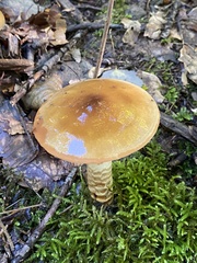 Agaricineae
