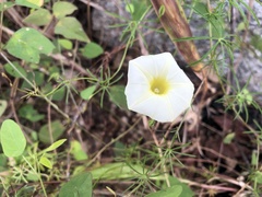 Ipomoea chamelana