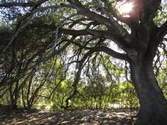 Quercus ilex