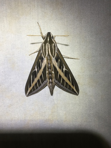 iNaturalist observation photo of White-lined Sphinx