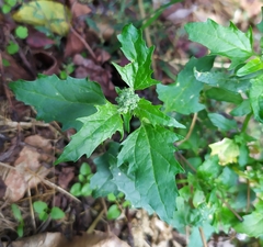 Chenopodiastrum murale