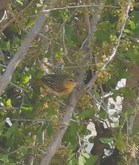 Ploceus
