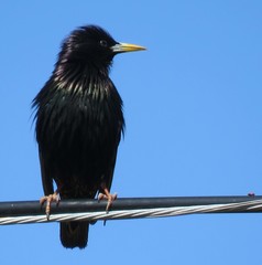 Sturnus vulgaris