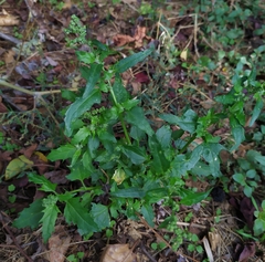 Chenopodiastrum murale