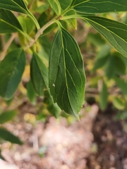 Forsythia × intermedia