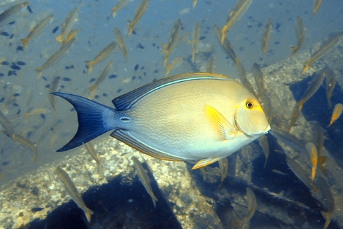 Yellowfin Surgeonfish — seen at this dive site