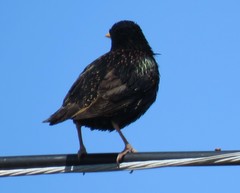 Sturnus vulgaris