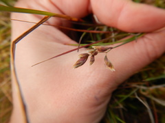 Anthoxanthum arcticum