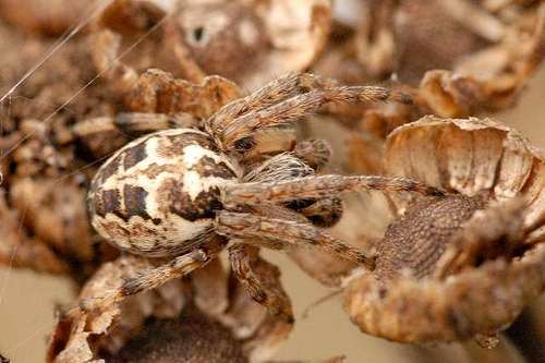 Ornamental Orbweaver