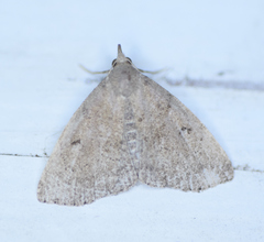 Zanclognatha protumnusalis