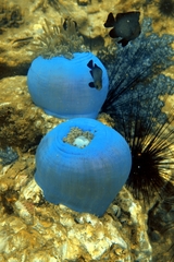 Heteractis magnifica