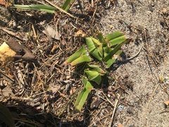 Colchicum eucomoides