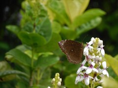 Elymnias hypermnestra beatrice
