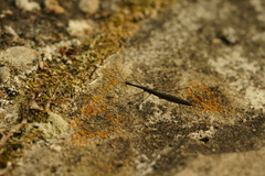 Hydrometra stagnorum