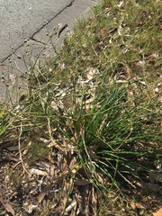 Trachyandra revoluta