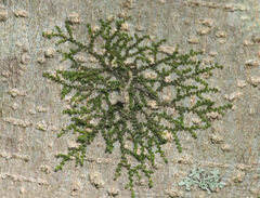 Frullania
