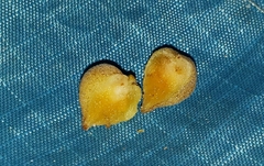 Caryomyia guttata