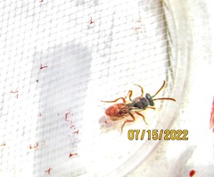 Nomada