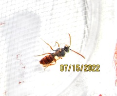 Nomada