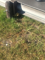 Trachyandra divaricata