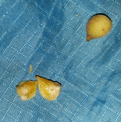 Caryomyia guttata